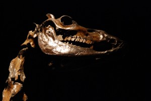 These powerful beasts once dominated the landscape. 