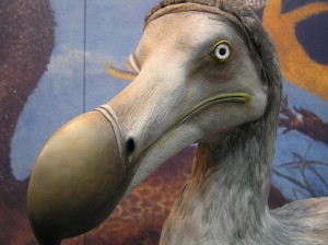 The dodo, too, frowned and squawked over its fate.