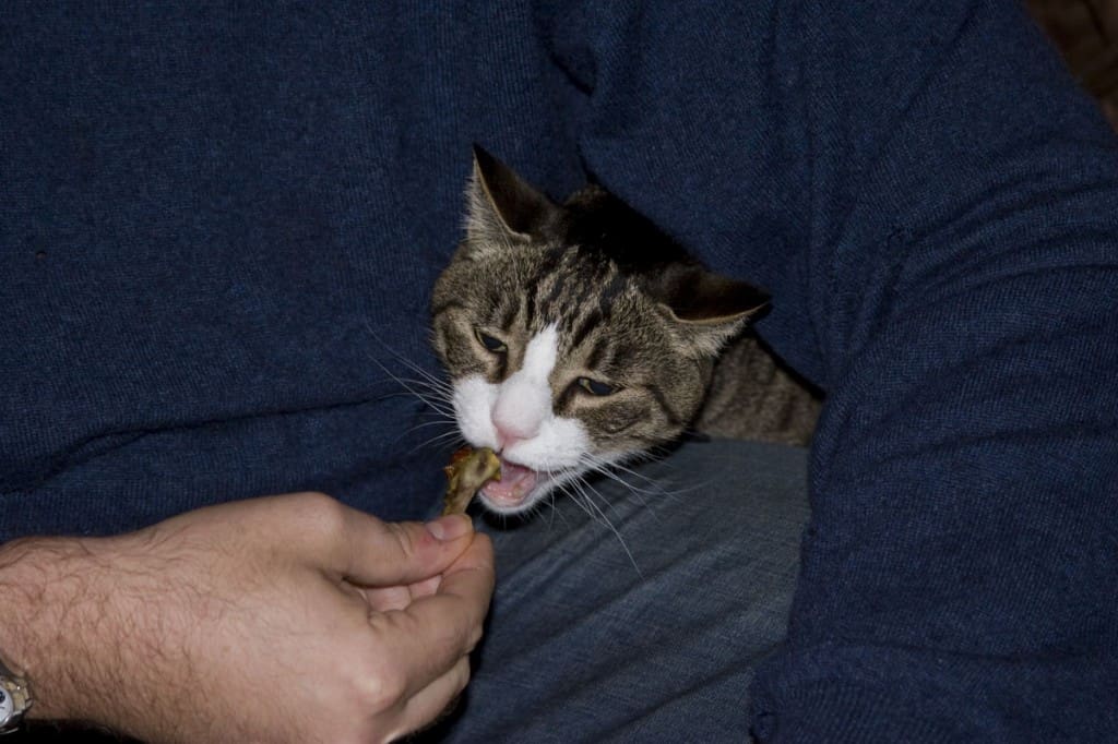 Ravenous cat lunges for the prize. 