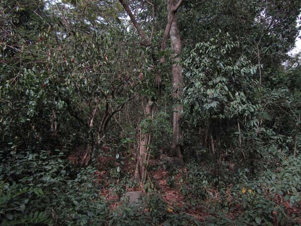 coffee plants on sacred island