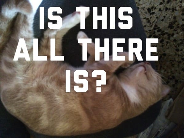 kitteh sleeping is the end of good journalism